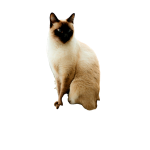 Elegant Siamese Cat Sitting Outdoors On A Balcony Ledge Under Daylight. 15973 - Cat PNG image with transparent background